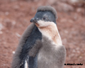 Adelie Penguin Chick