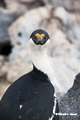 Blue-eyed Shag