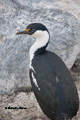 Blue-eyed Shag