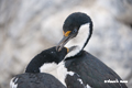 Blue-eyed Shag