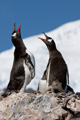 Trumpeting Gentoo Penguins