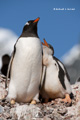 Gentoo Penguin with Juvenile