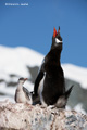 Gentoo Penguin