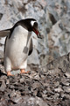 Gentoo Penguin Building Nest