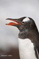 Gentoo Penguin