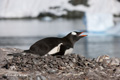 Gentoo Penguin