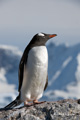 Gentoo Penguin