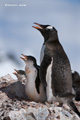 Gentoo Penguin