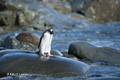 Gentoo Penguin