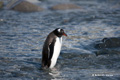 Gentoo Penguin