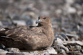 South Polar Skua