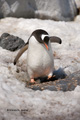 Gentoo Penguin