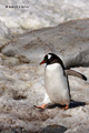 Gentoo Penguin