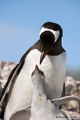 Gentoo Penguin