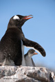 Gentoo Penguin