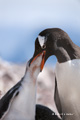 Gentoo Penguin Feeding