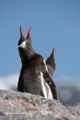 Gentoo Penguin Trumpeting