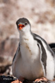 Juvenile Gentoo Penguin