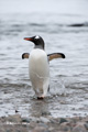 Gentoo Penguin