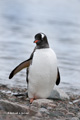 Gentoo Penguin