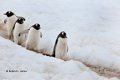 Gentoo Penguins Marching