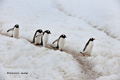 Gentoo Penguins at Neko Harbor