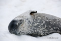 Weddell Seal at Neko Harbor