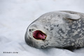 Weddell Seal Yawning