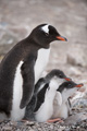 Gentoo Penguin with Chicks