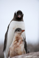 Gentoo Penguins at Neko Harbor