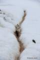 Gentoo Penguin Traffic