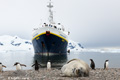 Weddell Seal and NG Endeavour