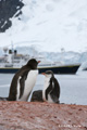 Gentoo Penguins, Pleneau Island