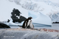 Gentoo Penguins, Pleneau Island