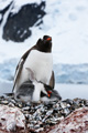 Gentoo Penguins, Pleneau Island