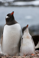 Gentoo Penguins, Pleneau Island