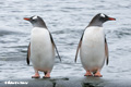 Gentoo Penguins