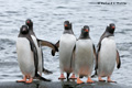 Gentoo Penguins, Pleneau Island