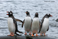 Gentoo Penguins, Pleneau Island