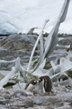 Gentoo Penguins, Port Lockroy