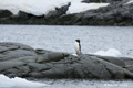 Gentoo Penguin, Port Lockroy