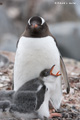 Gentoo Penguins, Port Lockroy