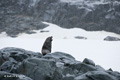 Antarctic Fur Seal