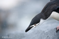 Chinstrap Penguin