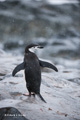 Chinstrap Penguin