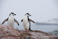 Chinstrap Penguin Pair