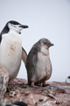 Chinstrap Penguin with Chick