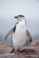 Chinstrap Penguin