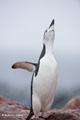 Chinstrap Penguin