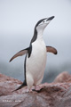 Chinstrap Penguin